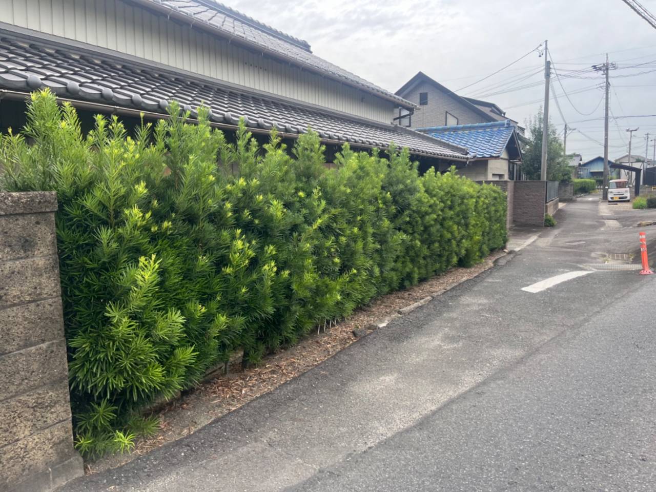 木の剪定作業のご紹介